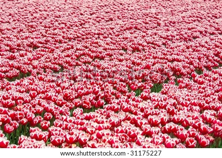 big field red white tulips
