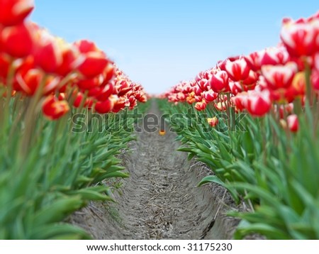 Big field red white tulips in Netherlands  - shallow focus