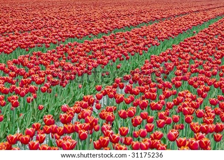 Big field red white tulips in Netherlands