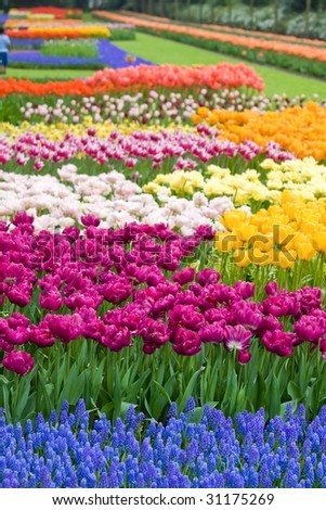Beautiful garden of colorful flowers in spring - Keukenhof in the Netherlands