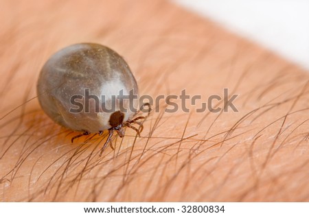 parasite tick