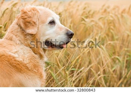 Portrait - Golden retriever in wheat of field