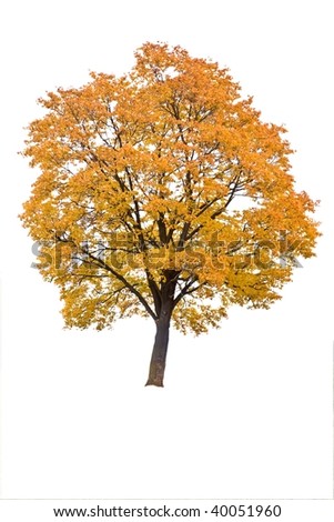 autumn tree in a white background  on field