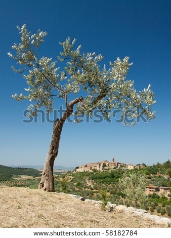 Olive tree and look into the Tuscan countryside