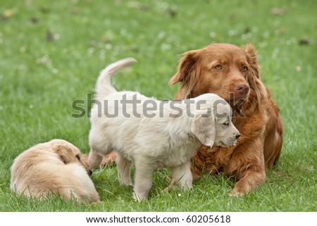 golden retriever puppy playing. puppies golden retriever