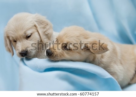 Two small puppy - golden retriever