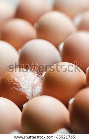 Chicken egg background full frame