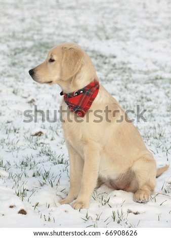 golden retriever puppies in the snow. stock photo : Golden retriever