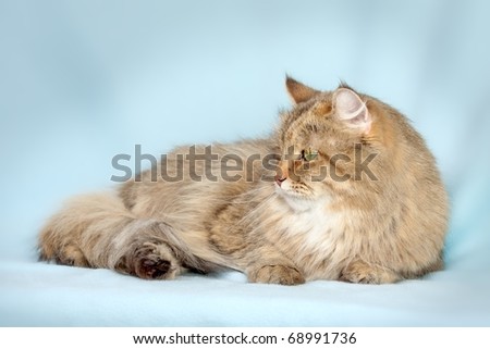 Multicolored  Cat on blue background -Siberian cat
