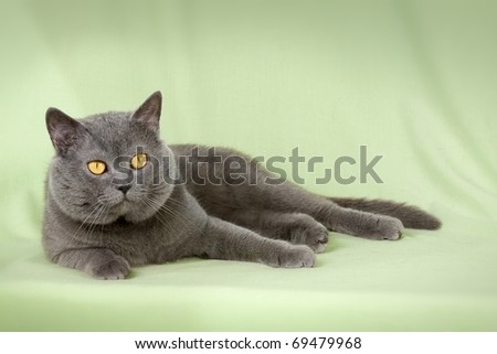 Multicolored  kitten on green background -   British Short-hair blue cat