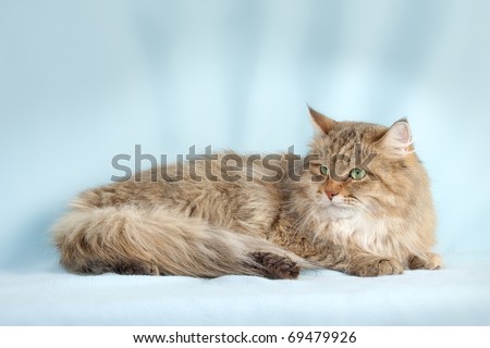 Multicolored  Cat on blue background - Siberian cat
