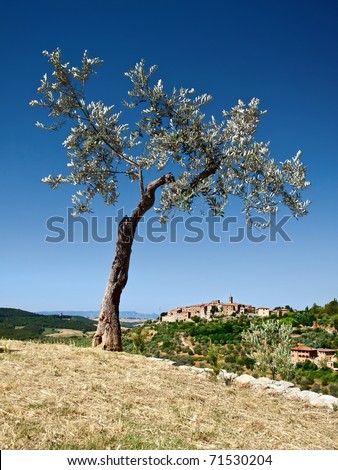 Olive tree and look into the Tuscan countryside