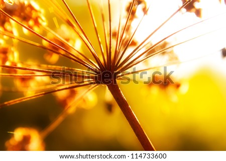 Dry stems of wild autumn flowers in sunshine