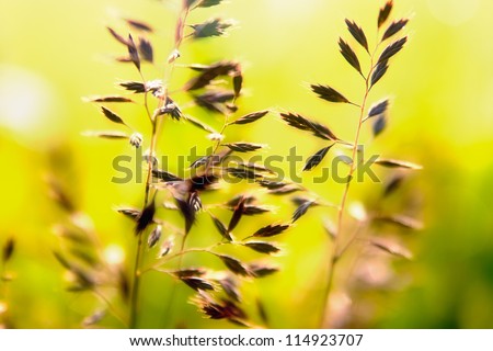 Weed grass in the sunlight