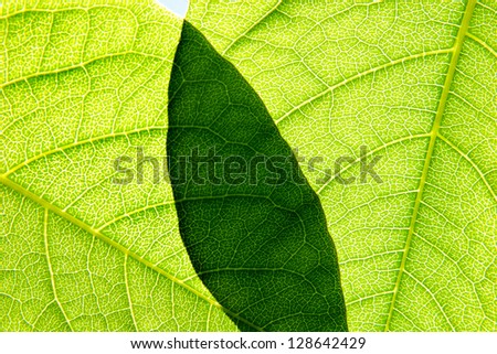 Surface of two overlapping green leaves with shade and translucent sunlight