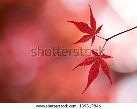 Branch with red maple leaves in a forest