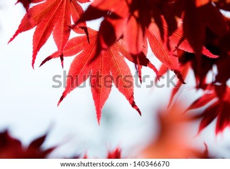 Leaves of red maple in the forest