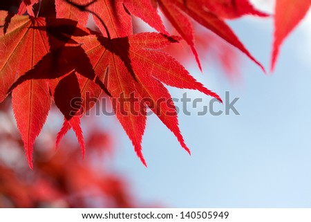 Red maple leaves against the sky