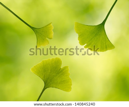 Ginkgo leaves in the forest