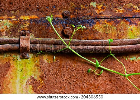 Old rusty cable and young leaves of ivy