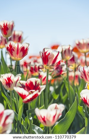 Flower bed with springtime tulips growing in sunshine