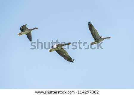 Greylag geese in flight against a clear blue sky