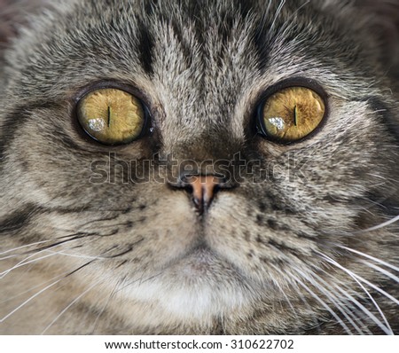 Close -up of cat face. British Shorthair that is looking at camera with attitude.