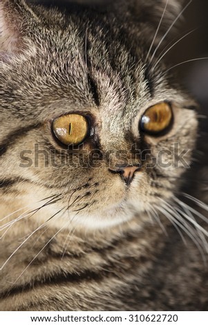 Close -up of cat face. British Shorthair.