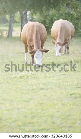 Idyllic and beatiful nature scene. Rural summer farmland with grazing cows in field, Sweden