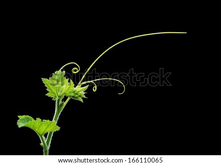 Green plant twig with leaves and tendrils on black background
