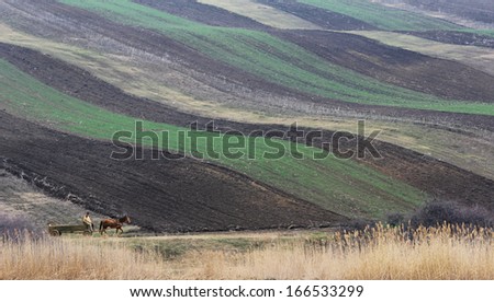 Peasant in wooden cart pulled by a horse on a country road near plowed fields