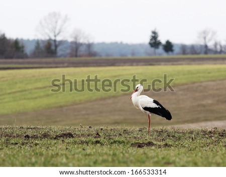 Stork resting on one leg with beak in feathers in the middle of the field
