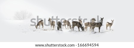 Herd Of Wild Deers Isolated In The Snow