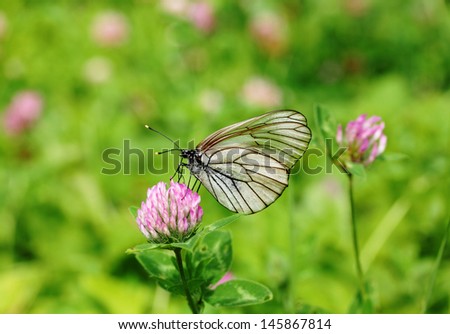 butterfly black-veined white on clover