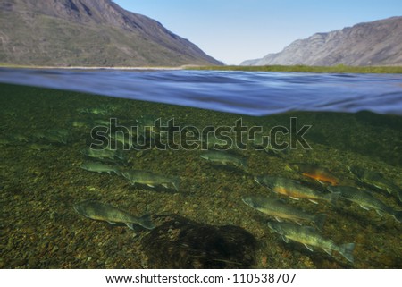 Waterline image of arctic chars (Salvelinus alpimus) in clear water river, Greenland