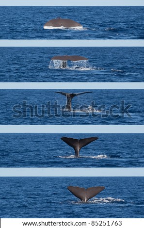 Photo series showing tail of diving sperm whale (Physeter macrocephalus), Sao Miguel, Azores.