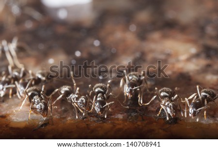ants eating spilled liquid in a kitchen