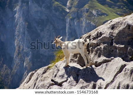 wild baby goat looking at the horizon at the edge of a mountain