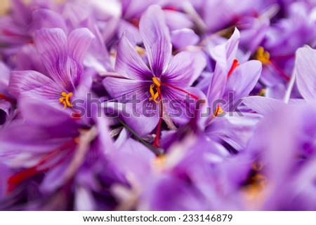saffron flowers