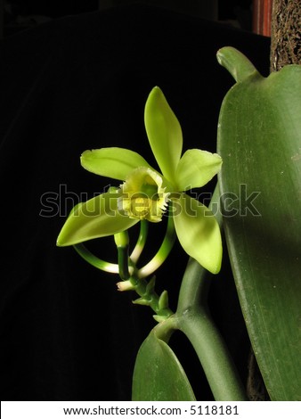 Vanilla orchid plant