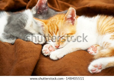 cute kittens sleeping