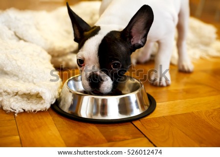 The French bulldog puppy eating food from a bowl
