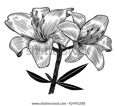 stock vector Hand drawn lily Vector illustration