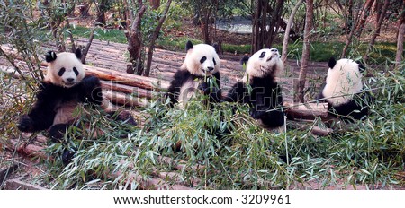 panda in China