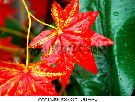 maple leaf in Shichuan, west of China
