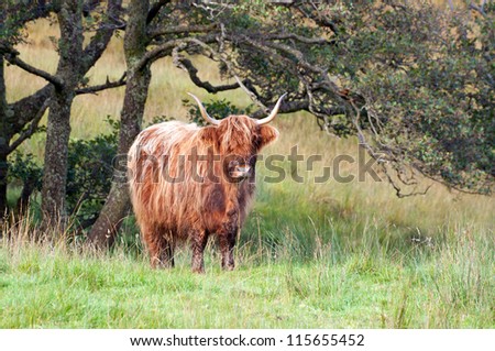 A brown highland cow standing alone in a highland meadow.