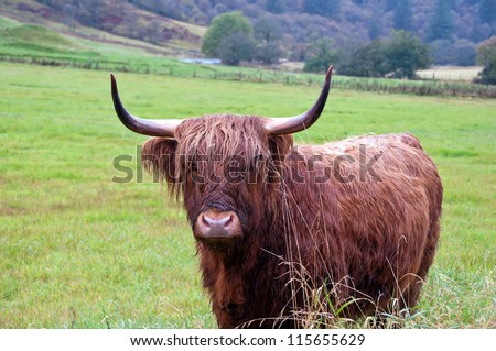 A cute but very wet highland cows standing alone in a field