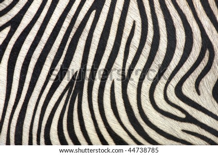 black and white texture of zebra skin