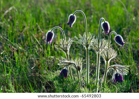 Photo of pulsatilla patens L flowers, grassy perennial, type of Family: Ranunculaceae subfamily: Ranunculoideae tribe: Anemoneae.