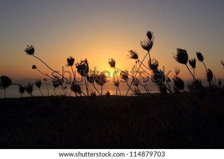 sunset and silhouette of wild flowers in the greek nature